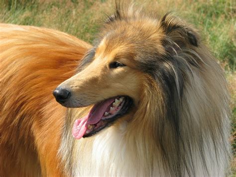 The spell of lassie